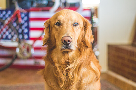 golden-flag