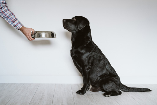 owner giving dog food