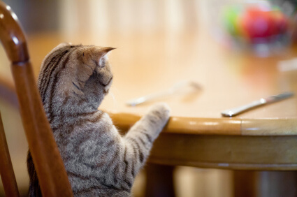 How Often Should You Feed Your Cat? Understanding Feline Feeding Behavior