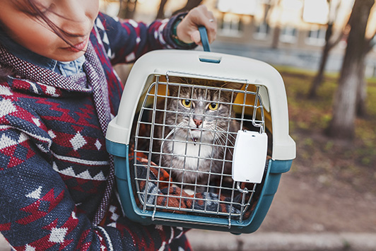 Disaster Planning for Dogs and Cats: Emergency Preparedness Tips