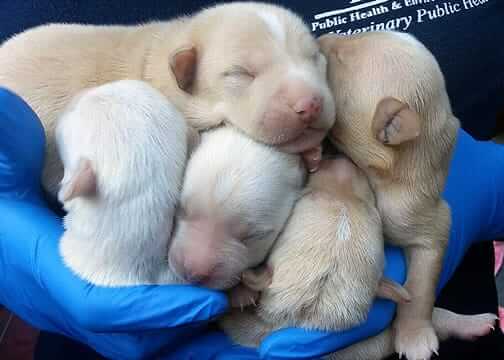 Charlie Brown Chihuahuas