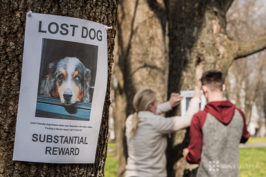Lost Dog Technology: How to Find Lost Dogs and Cats
