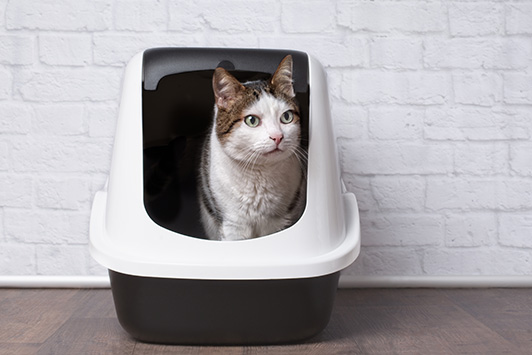 Cat Sitting In Litter Box