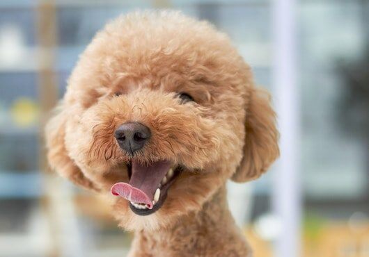 happy-poodle