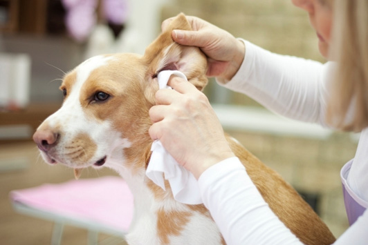 How to Properly Clean Your Dog's Ears: A Step-by-Step Guide