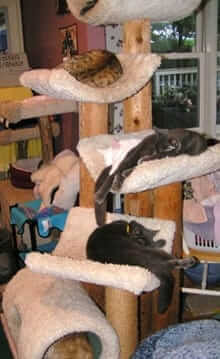 Tabby Town