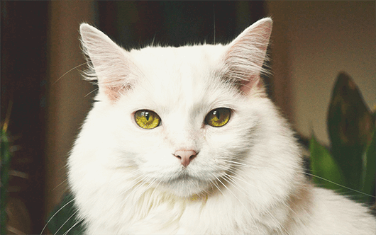 majestic-white-kitty