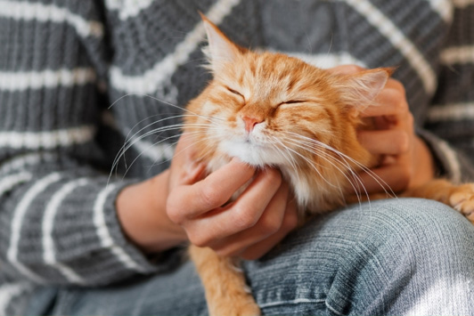 cat head scratch