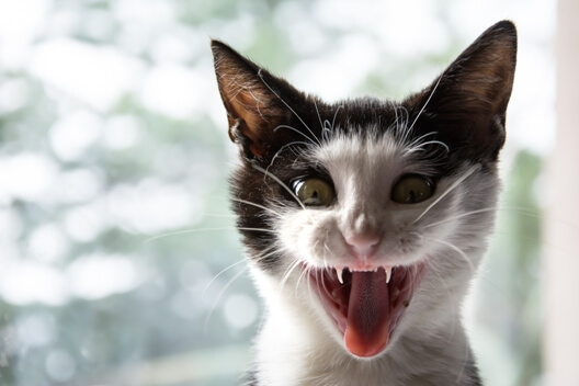 screaming-cat