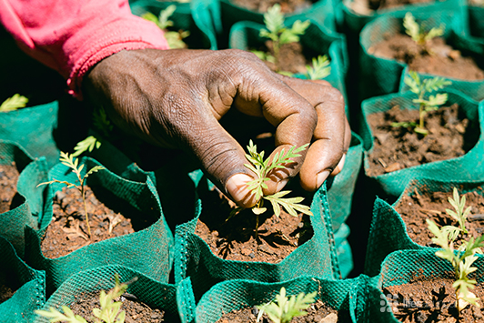 Trees for the Future UN Flagship Program
