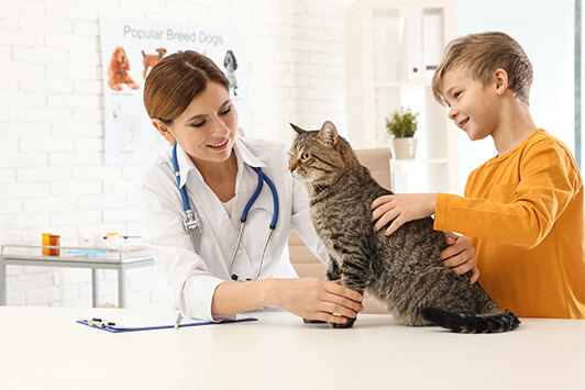 Cat Getting Vaccines At Vet