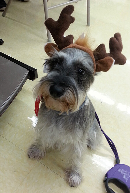 Coffee Reindeer