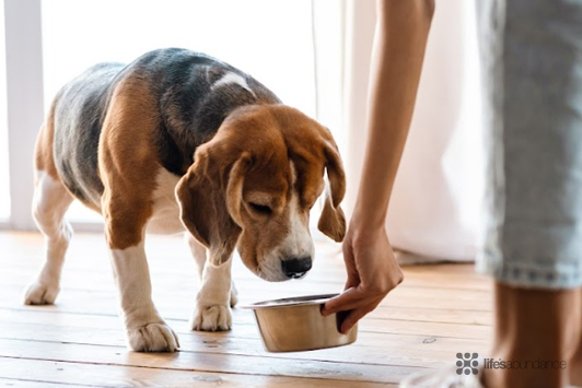 The Real Scoop on Canned Dog Food: Pros & Cons