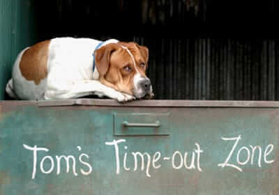 Dog in Time Out