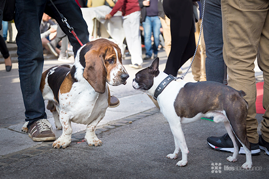 5 Tips When Bringing Your Dog To Events