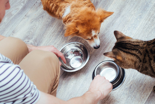 Owner feeding dog and cat