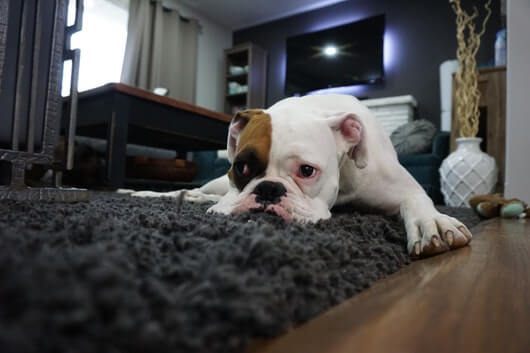 sad-pupper