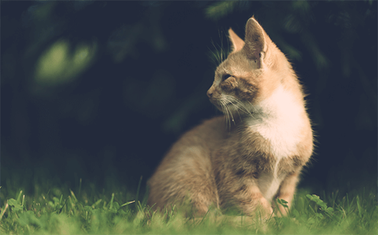orange-tabby-outdoors