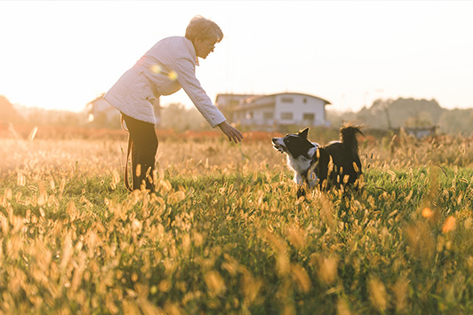 woman playing with border collie