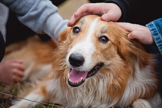 Dr. Jane Foundation Awards Grants to 8 Dog and Cat Rescues