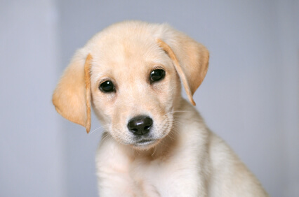 New Puppy FAQ: Answers to Common Puppy Questions