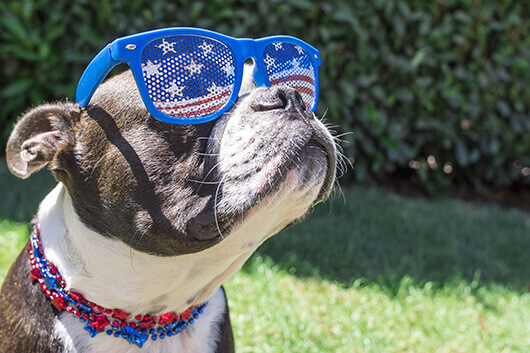 independence-day-dog