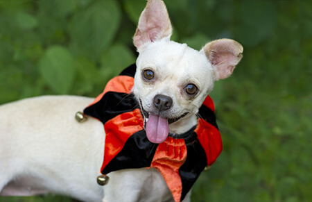 Pet Costumes