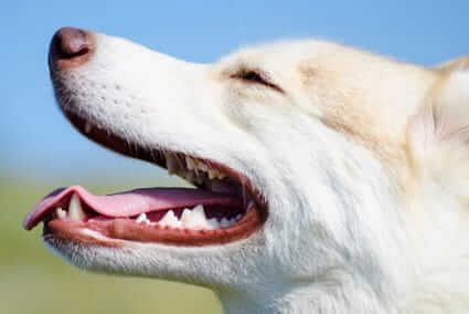 Dog Dental Cleaning: Benefits vs. Anesthesia Risks