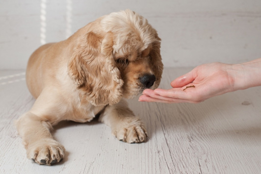 dog sniffing owner's hand