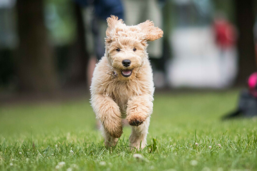 Labradoodle-puppy