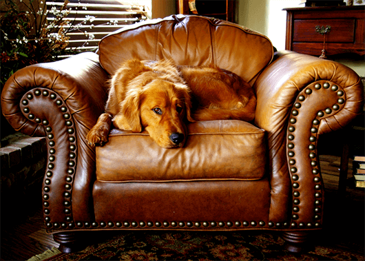 lap-of-luxury-doggo
