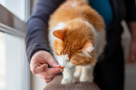 man feeding cat kibble