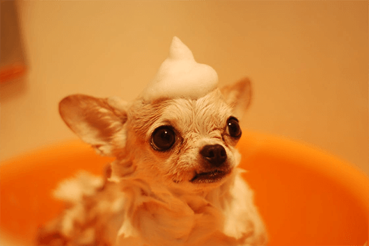 little-squirt