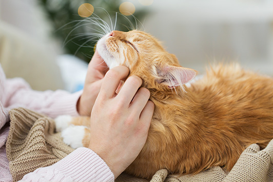 woman scratching cat