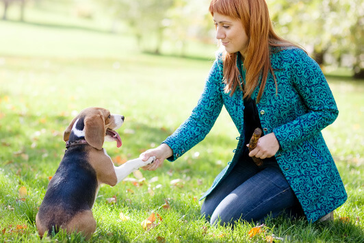Woman Training Dog With Treat