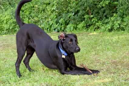 Dog Playing
