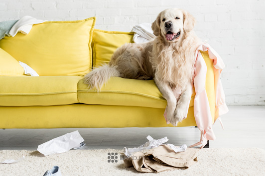 dog chew up toilet paper in living room