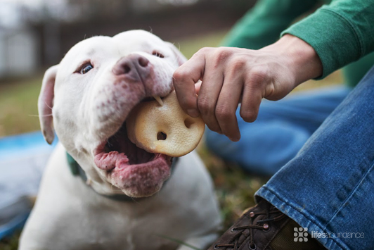 Sustainable Dog Treats: How We Reduce Food Waste