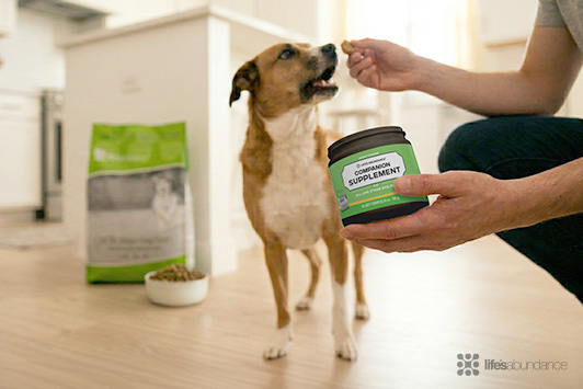 Food-Matched Dog Supplements: The Future of Pet Nutrition