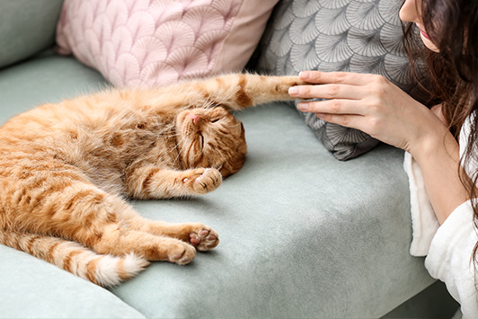 cat playing on couch