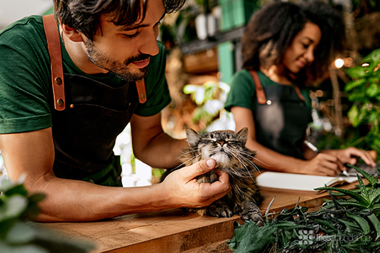 Bodega Cats of NYC: The Unofficial Employees Keeping Rodents Away