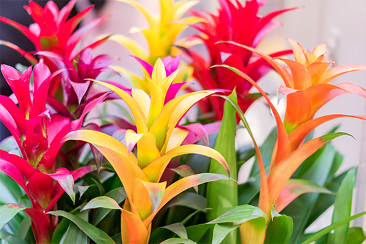 bromeliad flowers