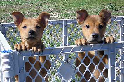 Dog Rescue Grant: Animal Friends Humane Society Spotlight