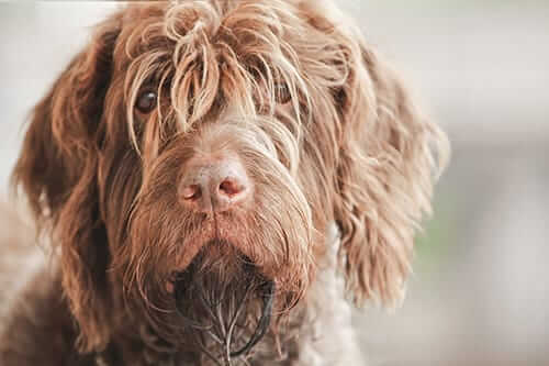 Sad Shaggy Dog