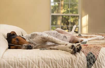 Sleeping Dog