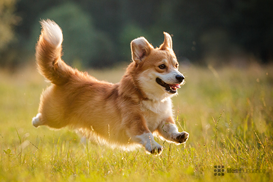 Why Dogs Wag Their Tails: What It Really Means