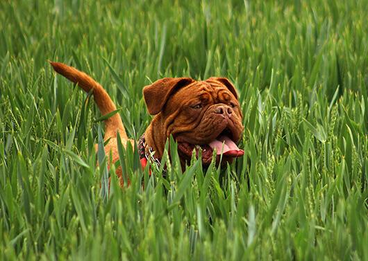 dogue-de-bordeaux