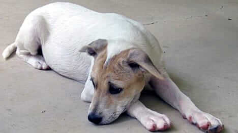 Grant Awarded to Coastal Dog Rescue