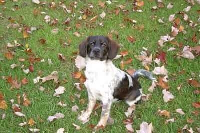 Dog Sitting On Grass