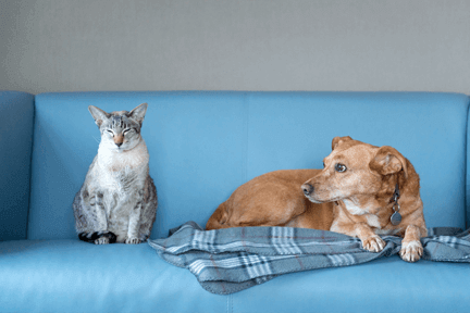 Dog and cat laying on a blus couch